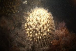 sponge-Cinachyra-antarctica-003