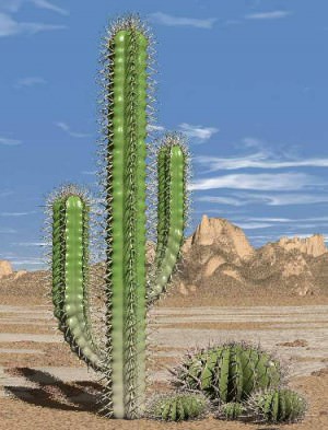 cactus20pic1